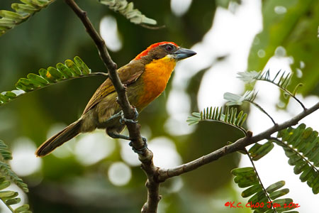 Scarlet-crowned Barbet