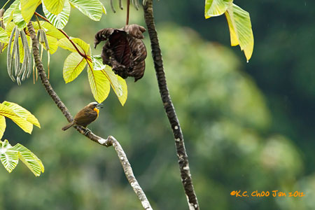 Scarlet-crowned Barbet
