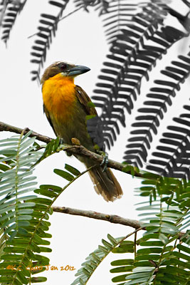 Scarlet-crowned Barbet
