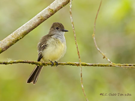 Short-crested Flycatcher