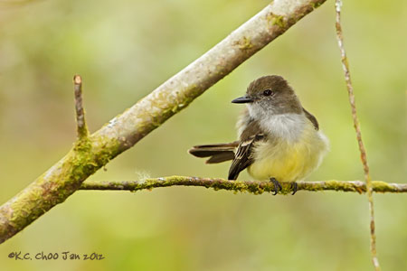 Short-crested Flycatcher