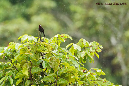 Silver-beaked Tanager