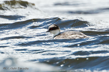 Silvery Grebe