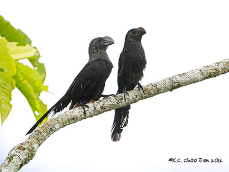 Smooth-billed Ani