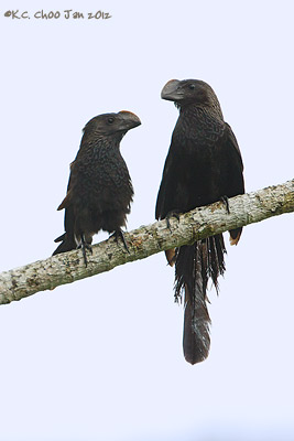 Smooth-billed Ani