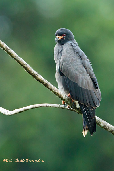 Snail Kite