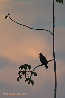 Snail Kite