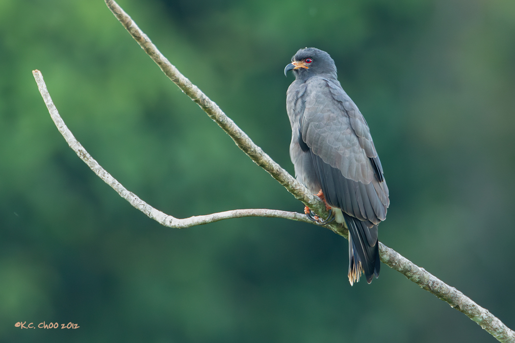 Snail Kite