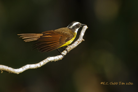 Social Flycatcher