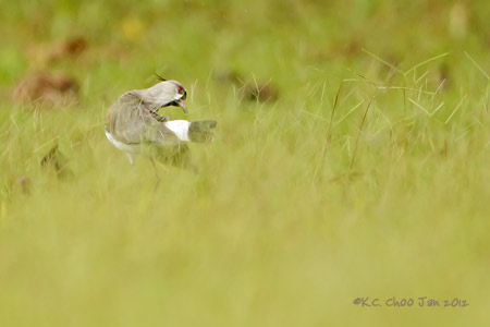 Southern Lapwing