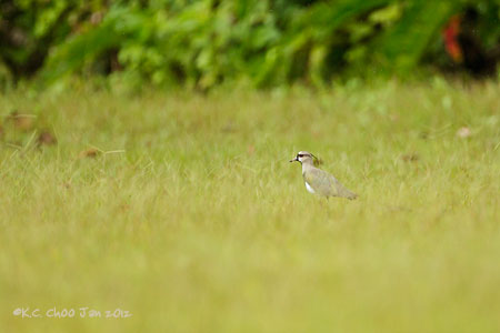 Southern Lapwing
