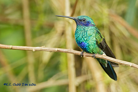Sparkling Violetear