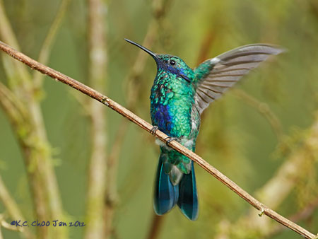 Sparkling Violetear