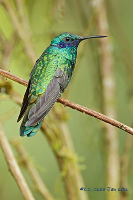 Sparkling Violetear