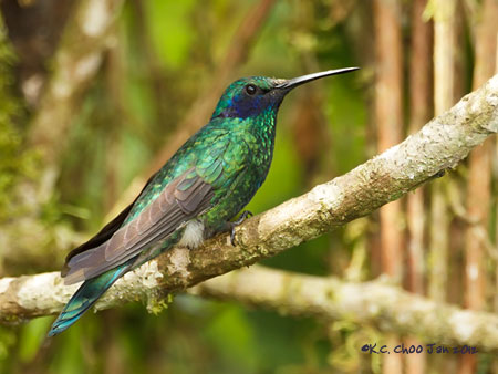 Sparkling Violetear