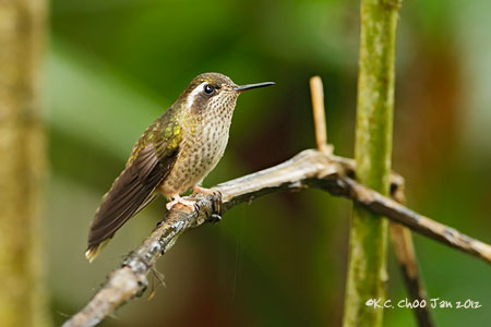 Speckled Hummingbird