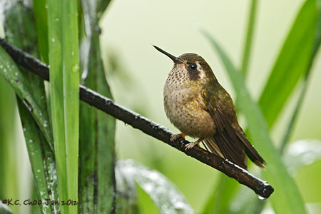 Speckled Hummingbird