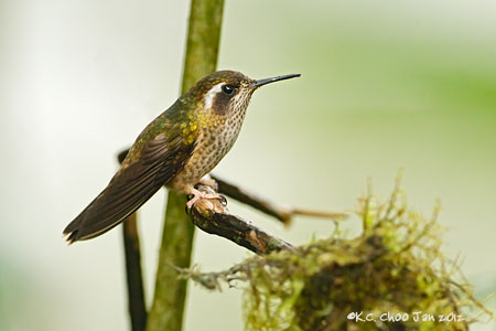 Speckled Hummingbird