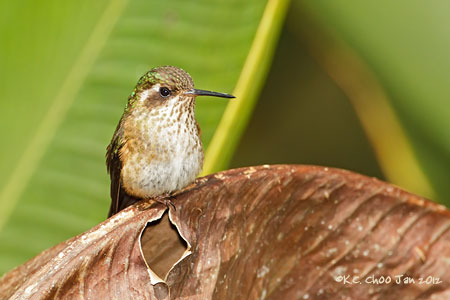 Speckled Hummingbird