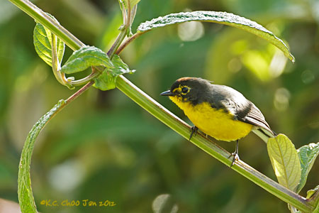 Spectacled Whitestart