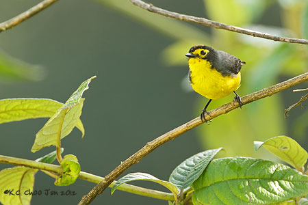 Spectacled Whitestart