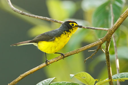 Spectacled Whitestart