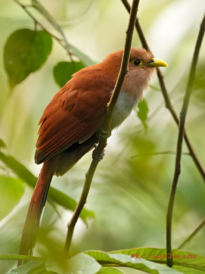 Squirrel Cuckoo