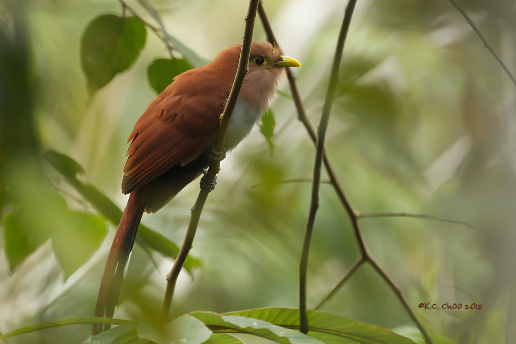 Squirrel Cuckoo