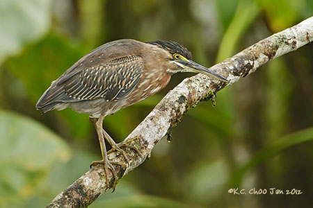 Striated Heron