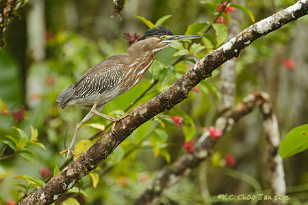 Striated Heron