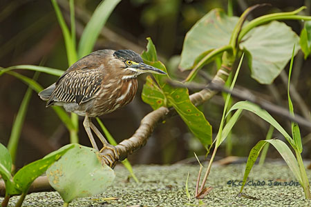 Striated Heron
