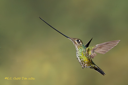 Sword-billed Hummingbird
