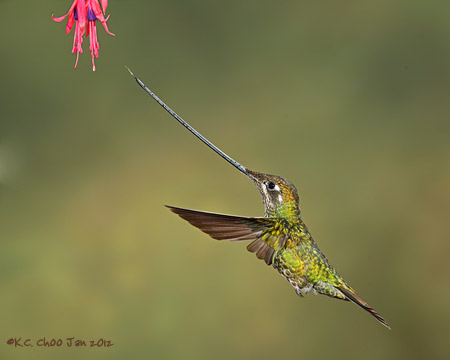 Sword-billed Hummingbird