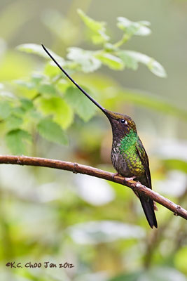 Sword-billed Hummingbird