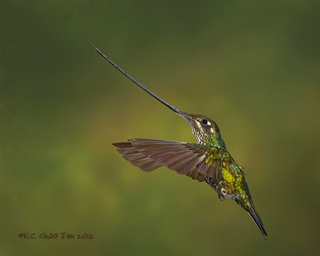 Sword-billed Hummingbird