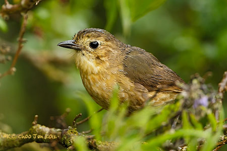 Tawny Antpitta