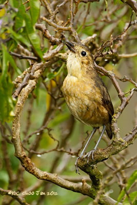 Tawny Antpitta