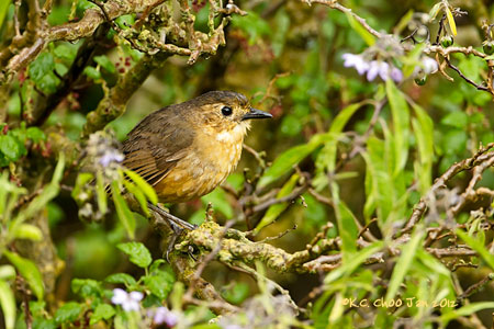 Tawny Antpitta