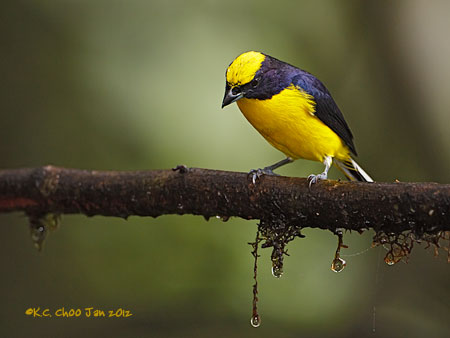 Thick-billed Euphonia