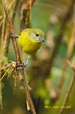Thick-billed Euphonia