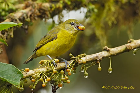 Thick-billed Euphonia