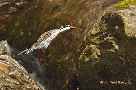 Torrent Duck