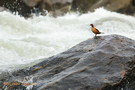 Torrent Duck
