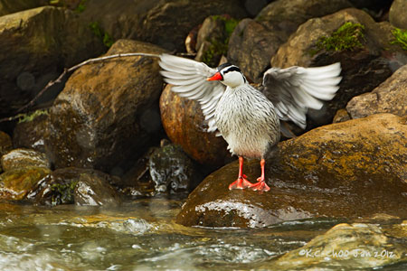 Torrent Duck