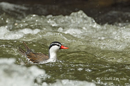 Torrent Duck