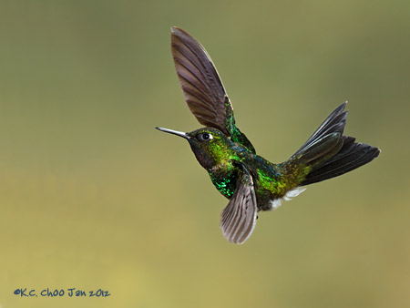 Tourmaline Sunangel