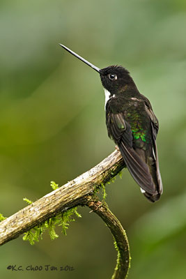 Tourmaline Sunangel