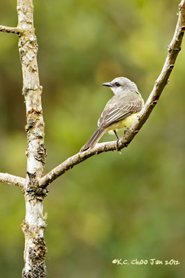 Tropical Kingbird