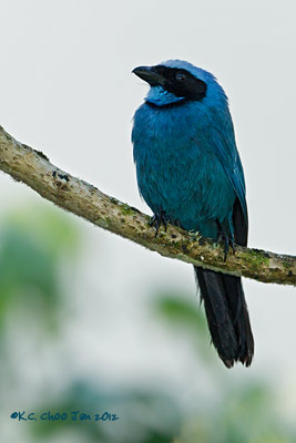 Turquoise Jay