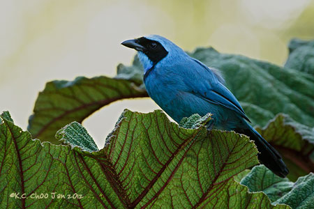 Turquoise Jay